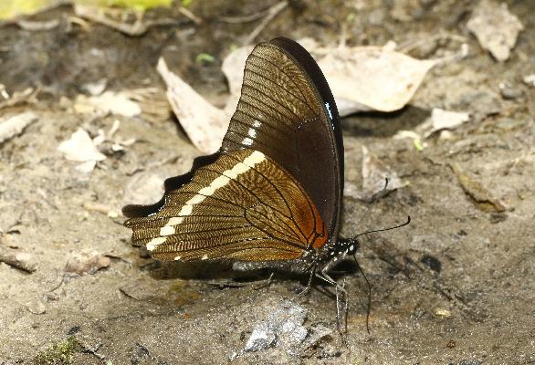 Papilio chrapkowskoides chrapkowskoides male UNS